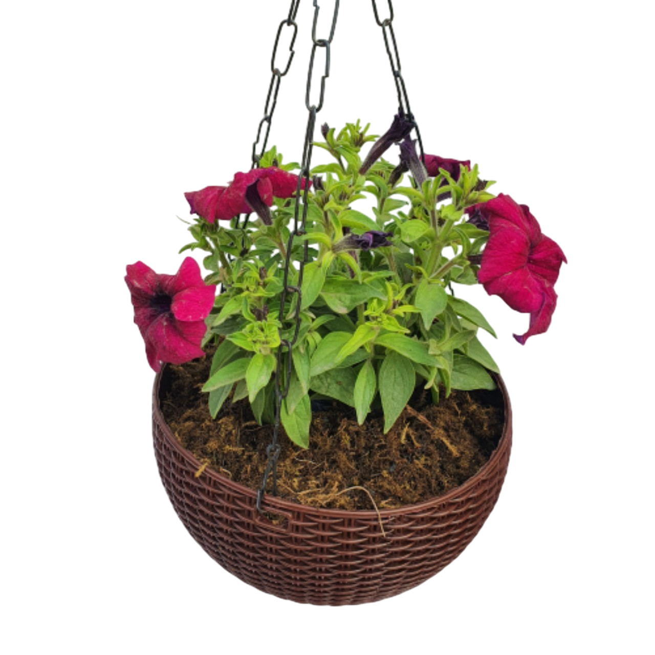 Petunia Flower Plant with Hanging Basket
